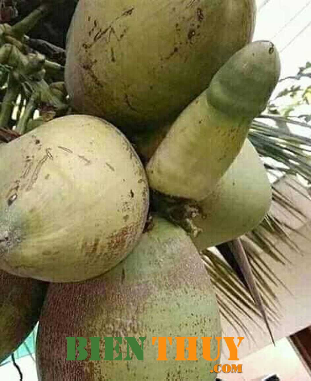 Chùm dừa - Hình ảnh hài hước về cuộc sống