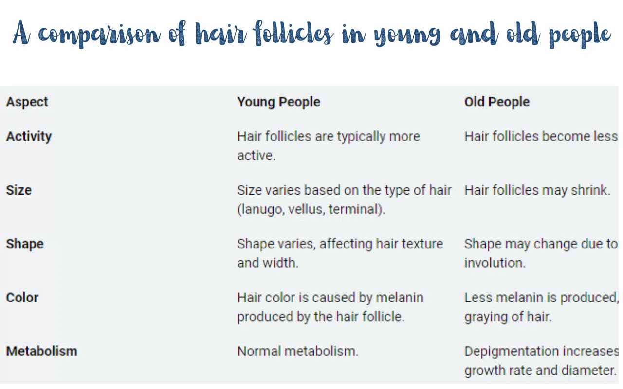 A comparison of hair follicles in young and old people, showing the changes in size, shape, and activity.