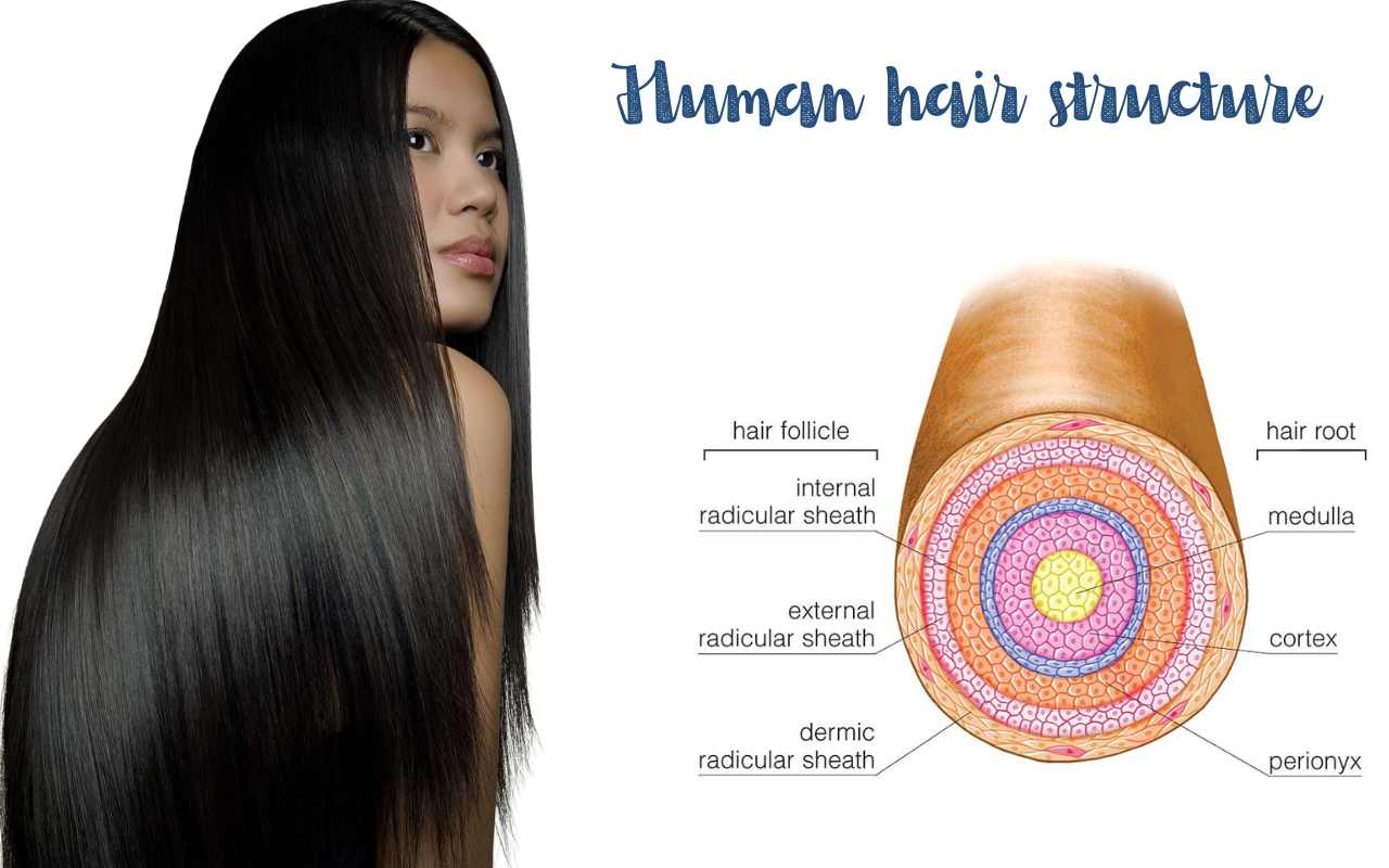 A diagram showing the structure of human hair, including the cuticle, cortex, and medulla layers.